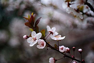 超拟真大世界航海经营冒险游戏《风帆纪元》1月12日PC端正式发售！